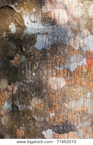 Bark Background Texture Pattern.