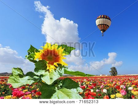 The huge multi-colored balloon flies in the cloudy sky over the kibbutz field. The field is sowed by blossoming garden buttercups and a picturesque sunflower
