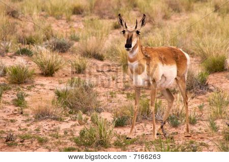 Pronghorn