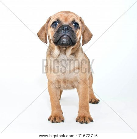 Puggle Puppy