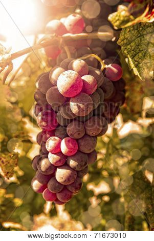 Freshly riped grapes