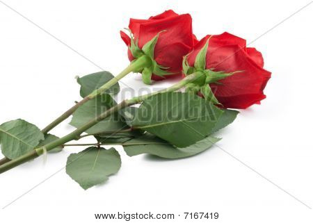 Two_roses