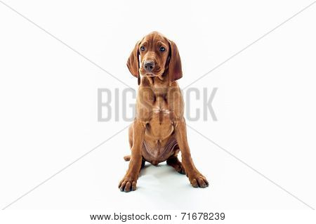 VIzsla dog sitting