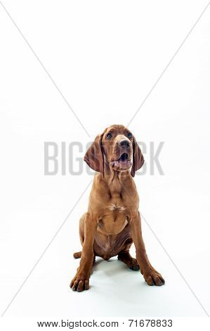 Hungarian or Magyar Vizsla isolated