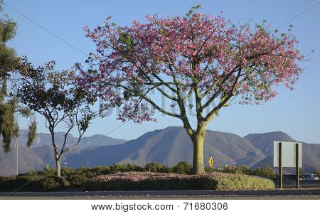 Ceiba Speciosa