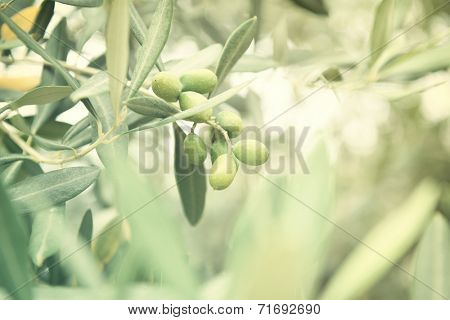 Olive trees garden, mediterranean olive field ready for harvest. Toned.