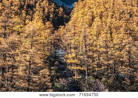 Pine forest