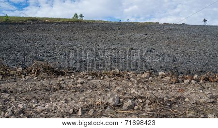 After the Fire bush