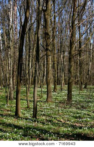 Blumen in Gesamtstruktur