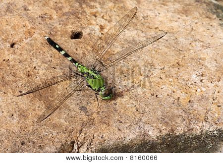 Východní Pondhawk, Erythemis Simplicicollis