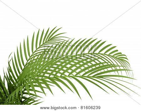Tropical Plant