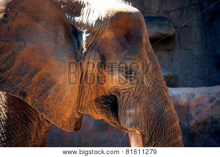 Bull African Elephant