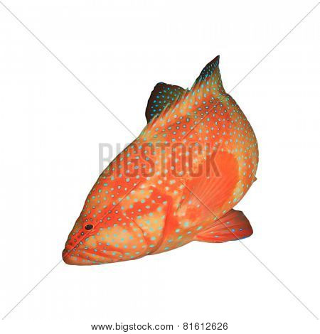 Red Coral Grouper (Hind) fish isolated on white background