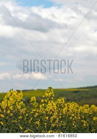 Rapeseed Field