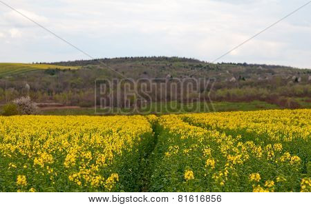 Rapeseed Field