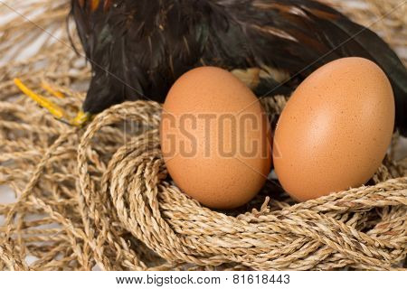 Egg And Chicken