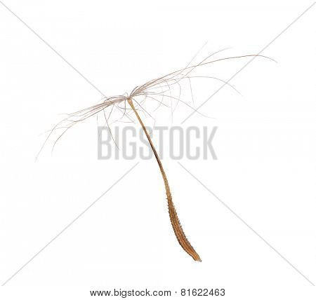 single dandelion seed isolated on white background