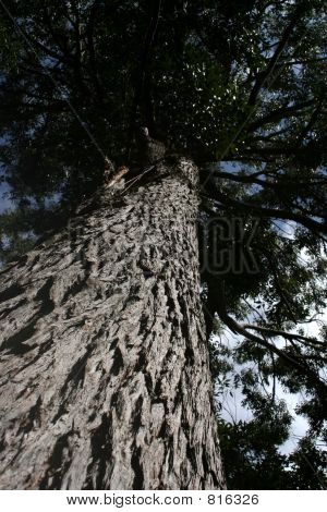 Grote boom