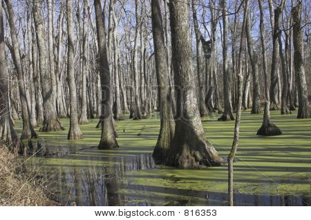 Cypress Swamp 2