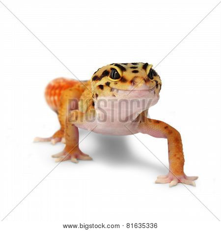 Gecko Eublepharis Macularius