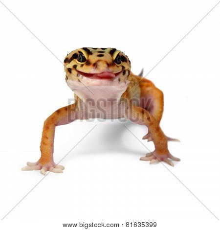 Gecko Eublepharis Macularius