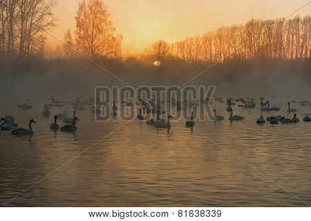 Swan Lake Fog Winter Sunset