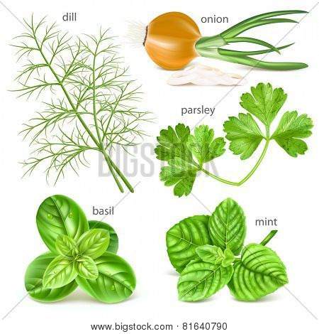 Herbs collection. Vector illustration. 