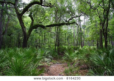 Caminhadas do Rio Suwannee