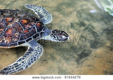 Turtle