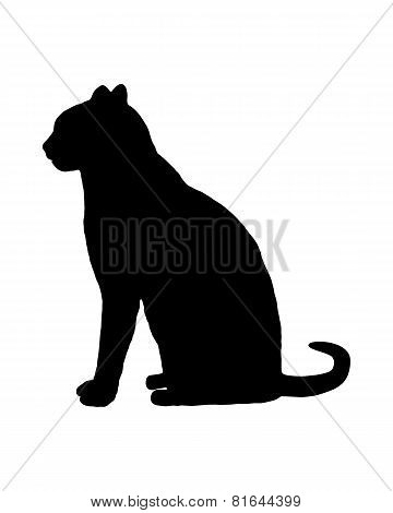 Cat On White