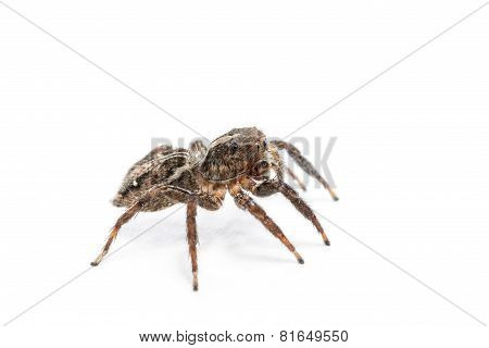 Spider Isolated