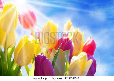 Close Up Of Sunny Tulip Flower Meadow With Copy Space And Blue Sky