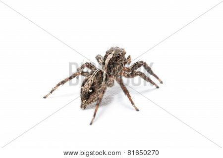 Spider Isolated