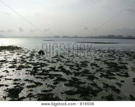 Mudflat
