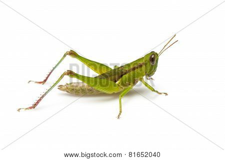 Grasshopper in front