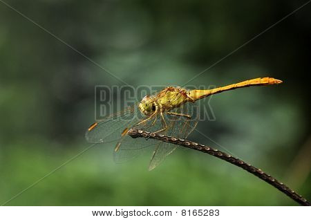 Southern Darter (sympetrum Meridionale)