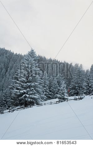 Winter scenery