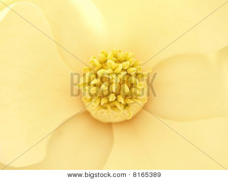 Magnolia blomma