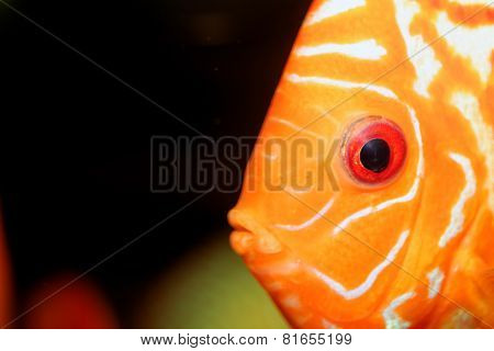 Discus Fish Portrait