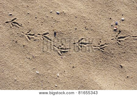 Birds Footprints  On Sand Beach