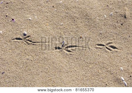 Birds Footprints  On Sand Beach