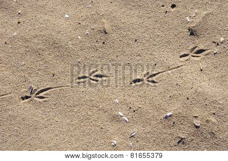 Birds Footprints  On Sand Beach