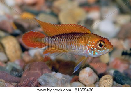 Apistogramma Fish