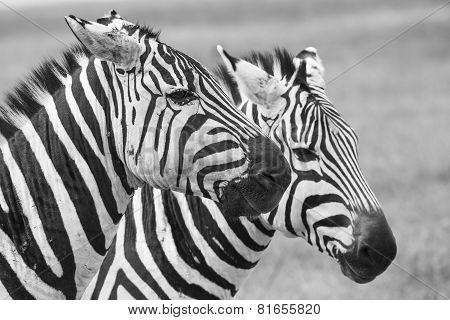 Zebra In National Park. Africa, Kenya