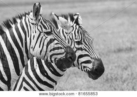 Zebra In National Park. Africa, Kenya