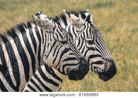 Zebra In National Park. Africa, Kenya