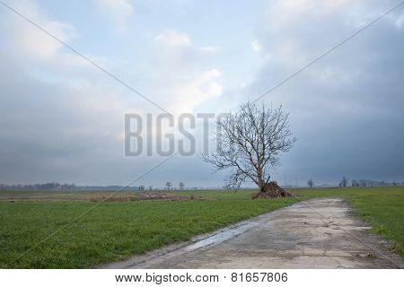 Tree And Meadows In The Netherlands Near Houten