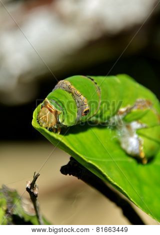 King Page Swallowtail  Caterpillar