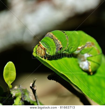King Page Swallowtail  Caterpillar