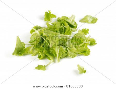 green lettuce on white